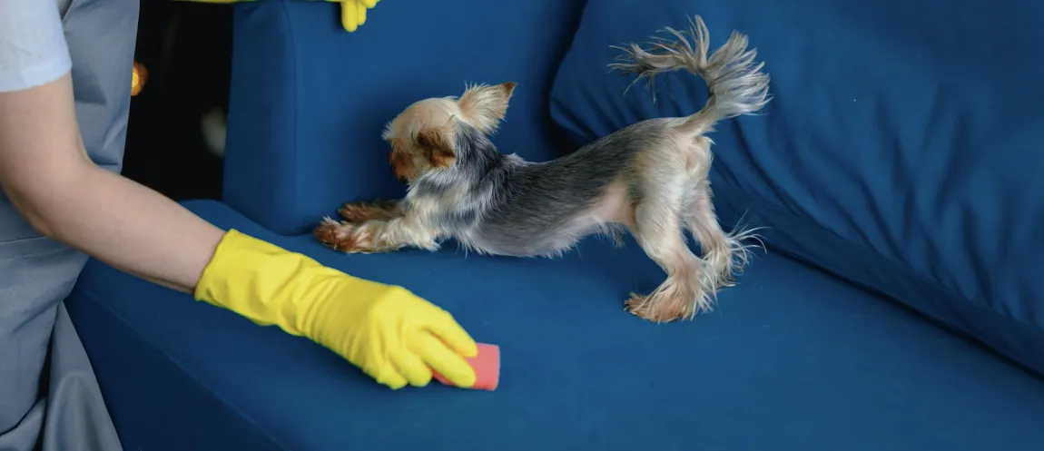 pet safe cleaning